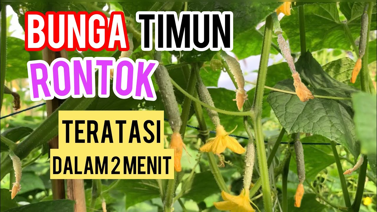 Bunga Timun Kuning dan Rontok? ini SOLUSINYA