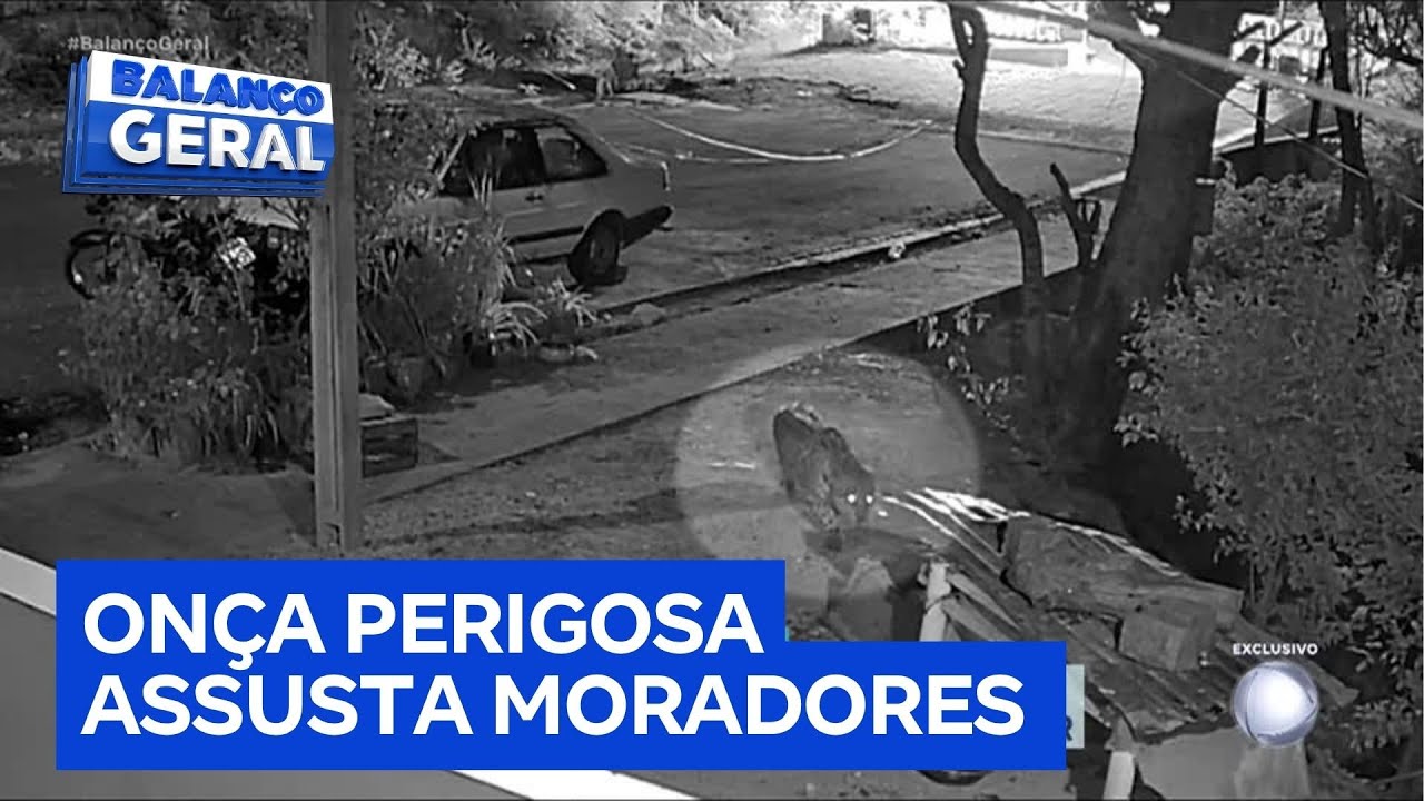 Onça invade quintal de casa, e cachorra enfrenta e expulsa o animal em Corumbá (MS)