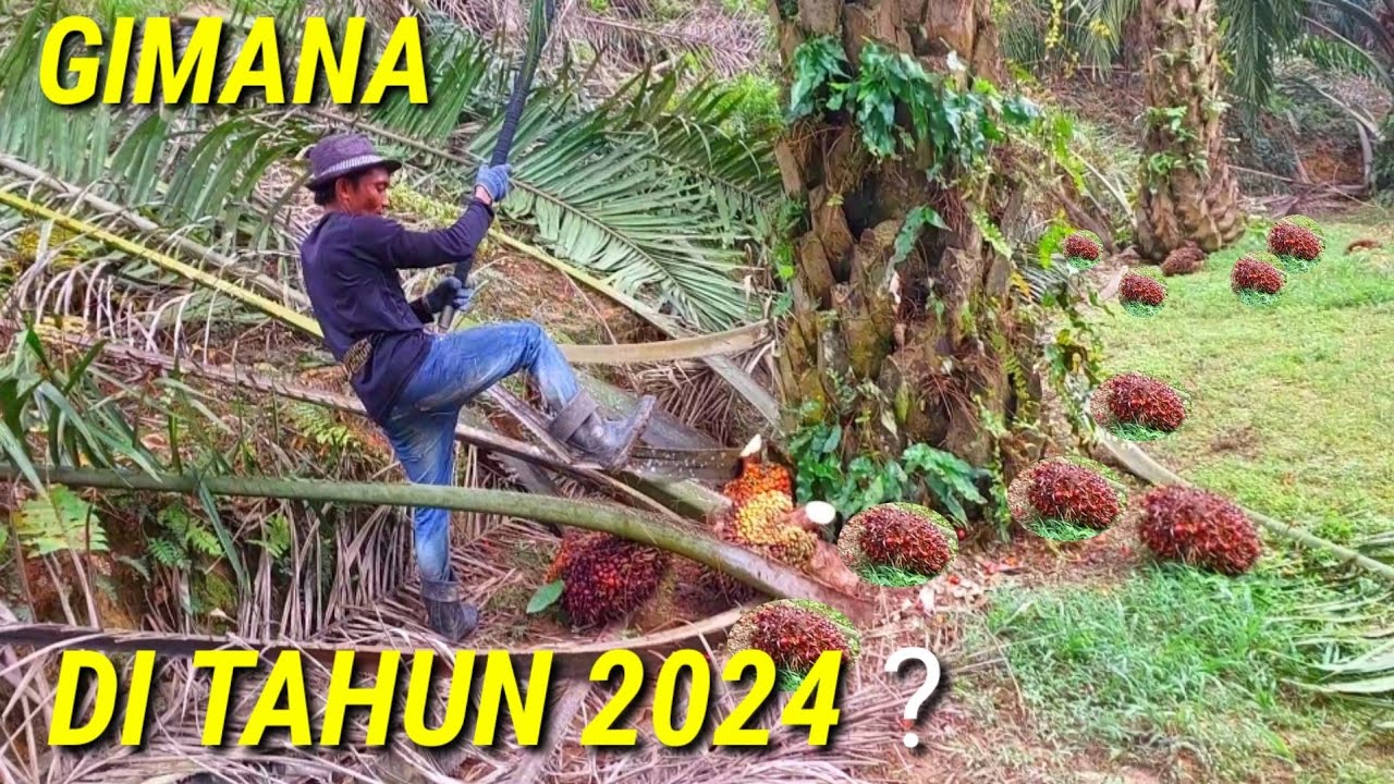 gimana sekill saya panen sawit guna egrek di tahun 2024 mantep gak panen sawit guna egrek atau dodos