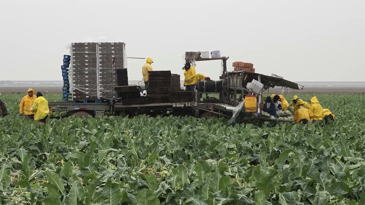 Yuma, Arizona: Produce harvesting in the rain.