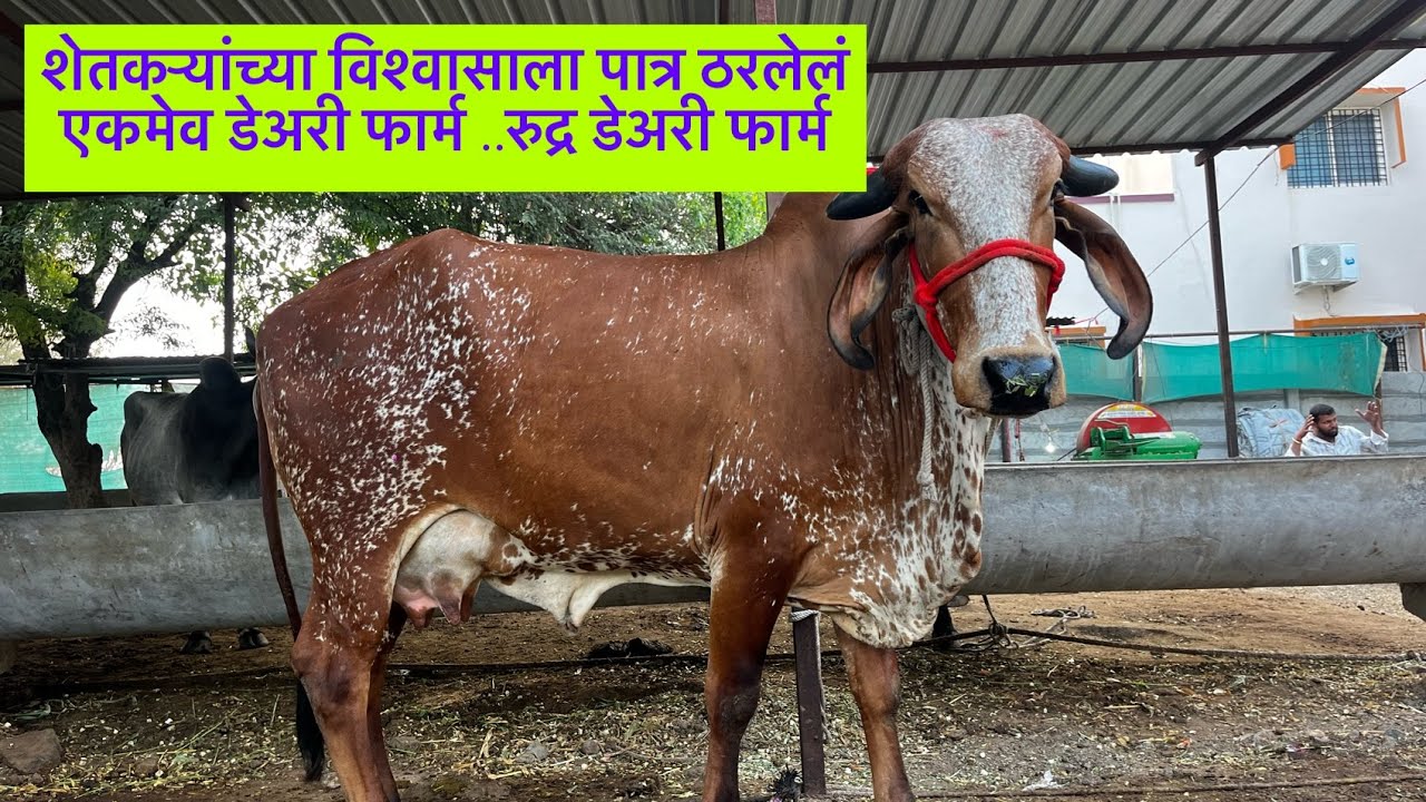 शेतकऱ्यांच्या विश्वासाला पात्र ठरलेलं एकमेव डेअरी फार्म ..रुद्र डेअरी फार्म 