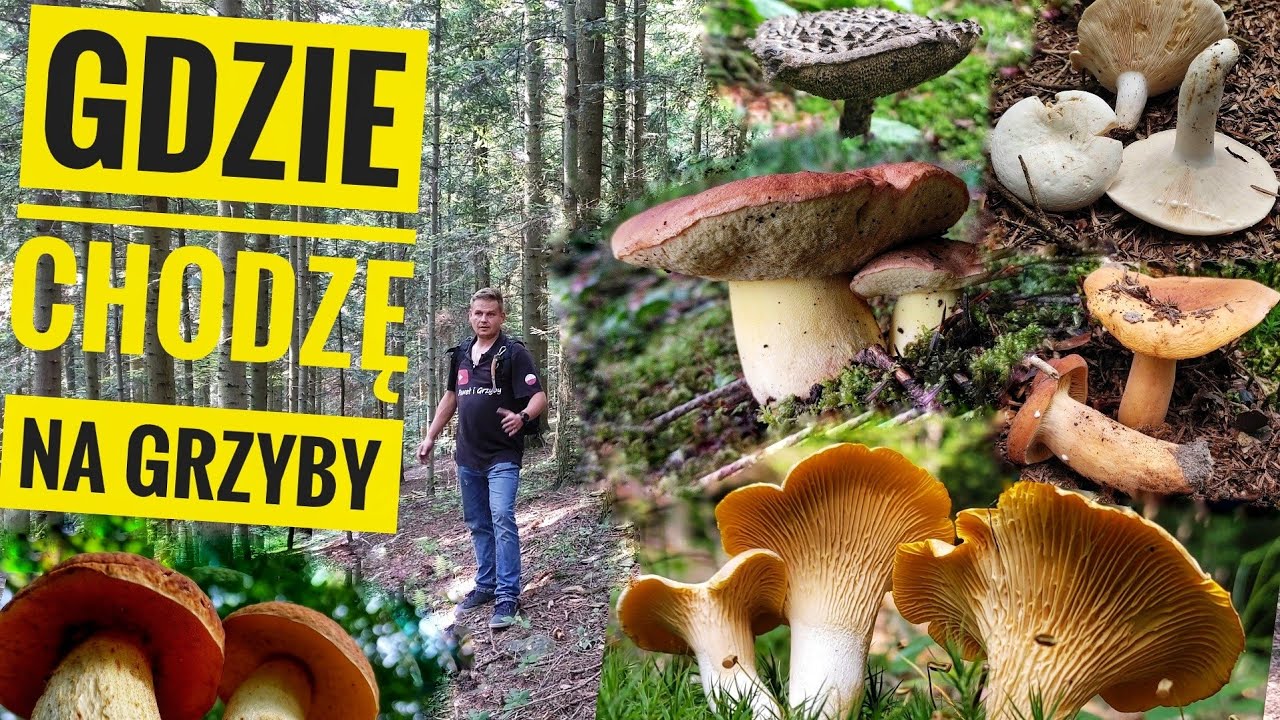 4K-Gdzie chodzę za takimi ciekawymi grzybami? Sierpień będzie bardzo ciekawy!
