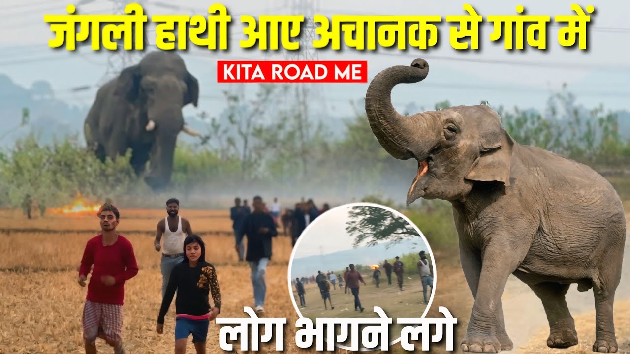 जंगली हाथी आए अचानक से गांव में 😱 लोग भागने लगे Kita Road में Elephant Attack Full Video #bimalvlogs