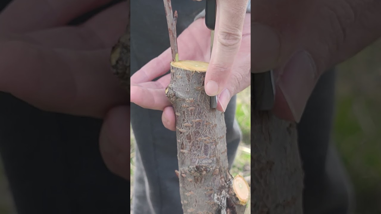 How to bark graft cherry