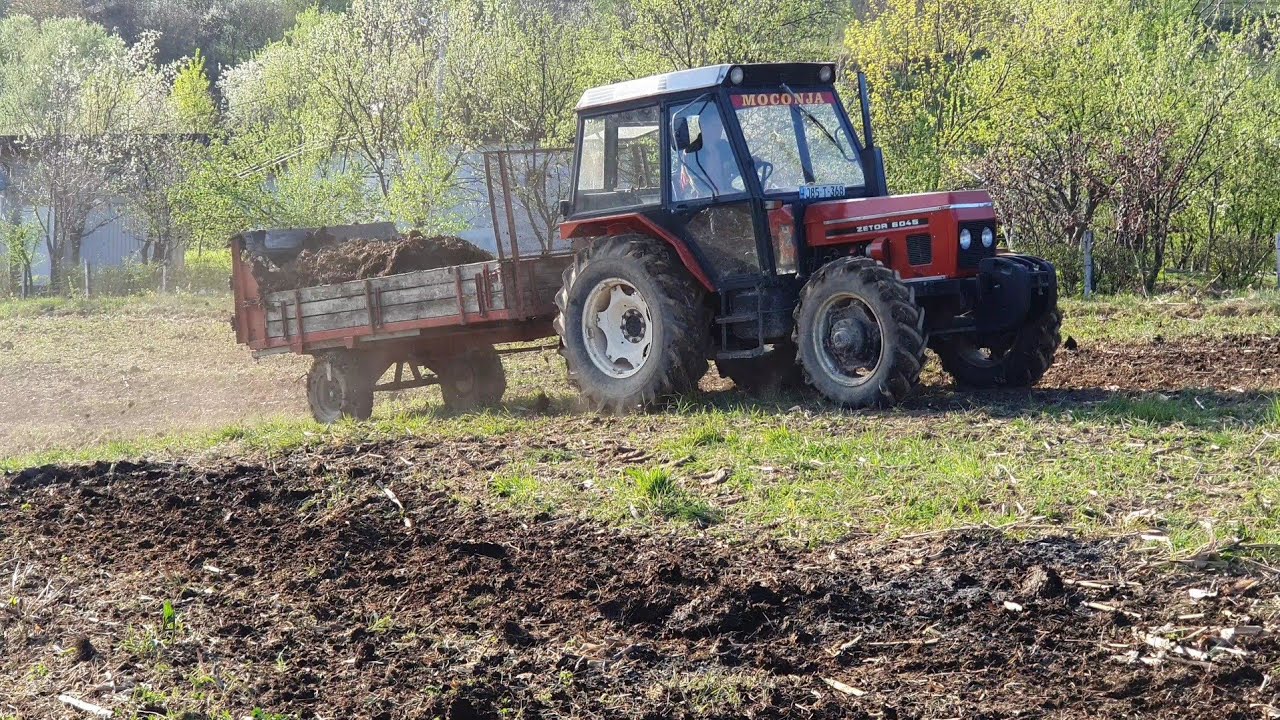 Zetor 6045 - Prikolica za stajnjak - Rasturanje stajnjaka (djubra) po njivi 2024
