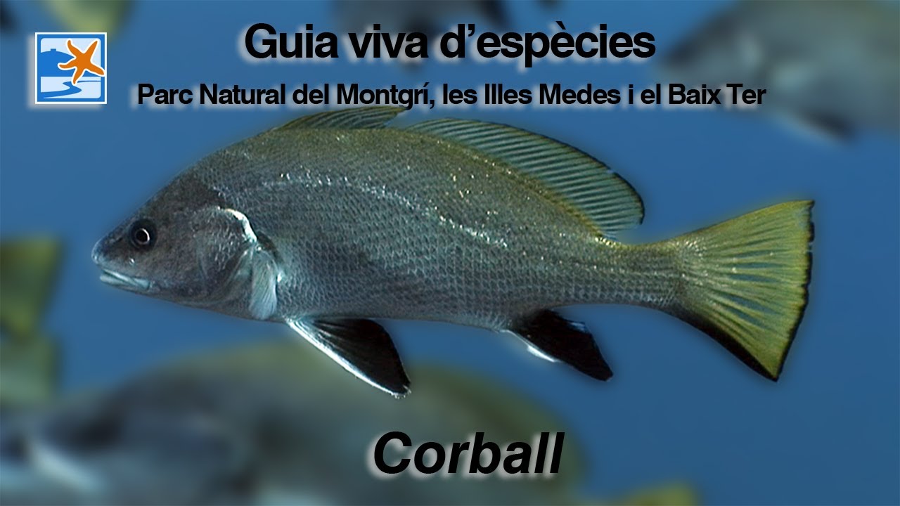 Corball