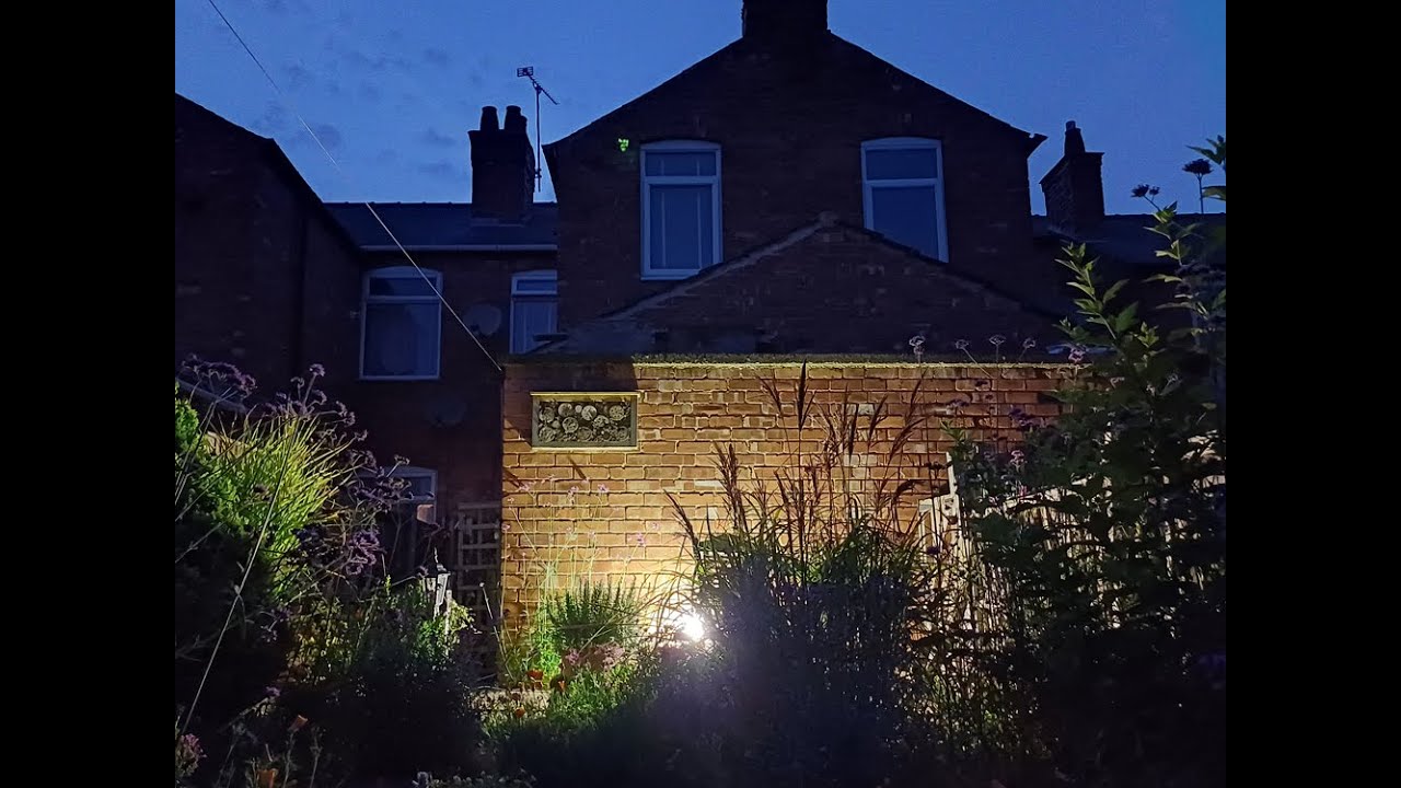 Moth trapping from home - September 8th 2024