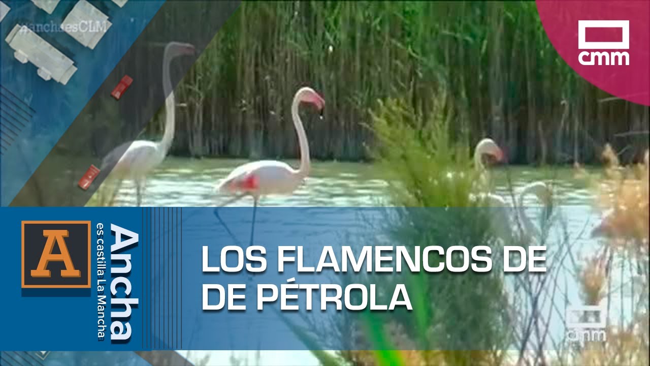 Visitamos la reserva natural de Pétrola para ver a los flamencos | Ancha es Castilla-La Mancha
