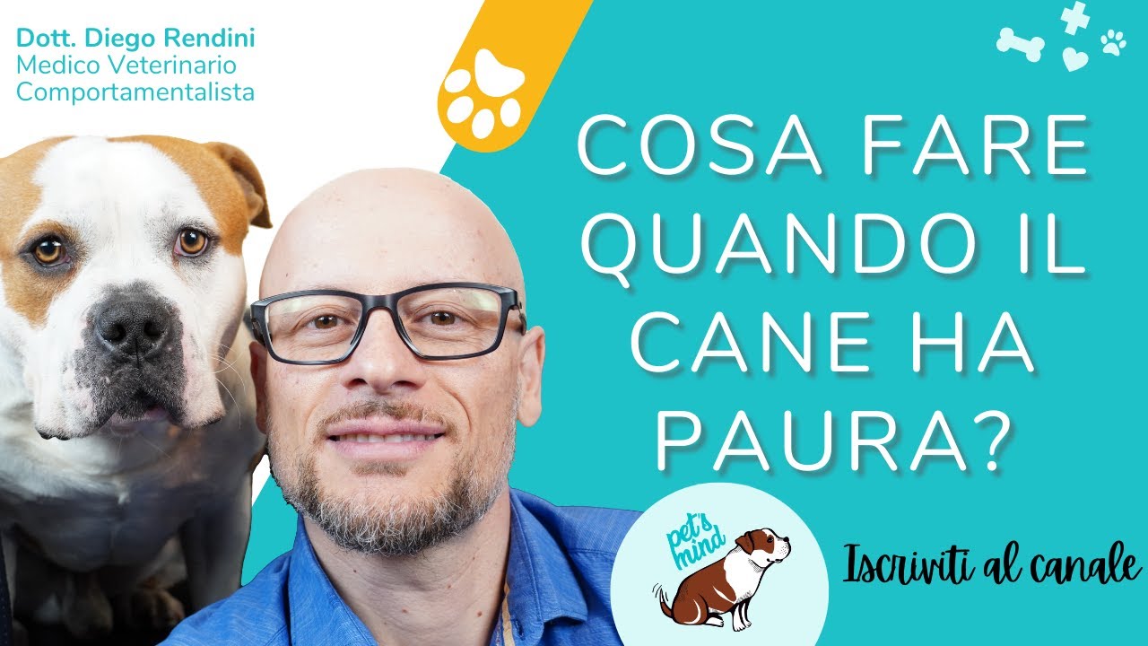 Cosa fare quando il cane ha paura?