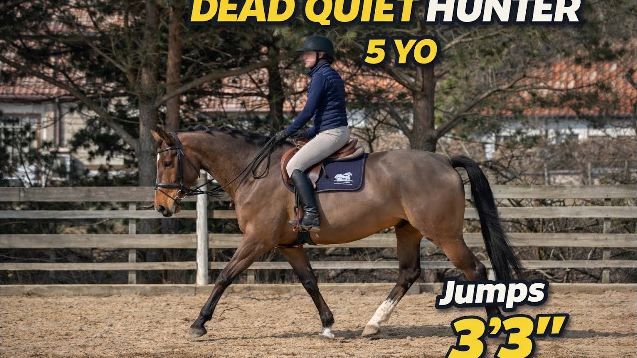 * TOP SAFE HUNTER*MERO, 2021, gelding by Night van de Kwakkelhoek @ANSporthorses 