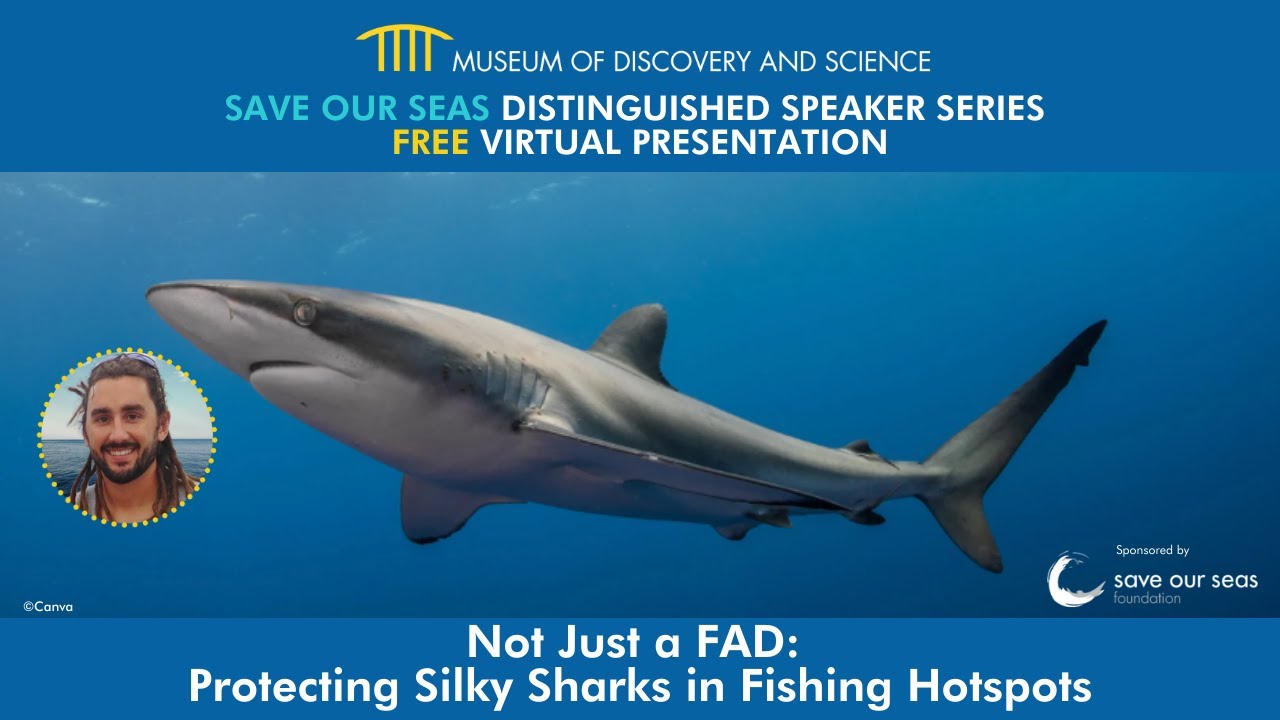 Save Our Seas Distinguished Speaker Series Not just a FAD Protecting Silky Sharks in Fishing Hotspot