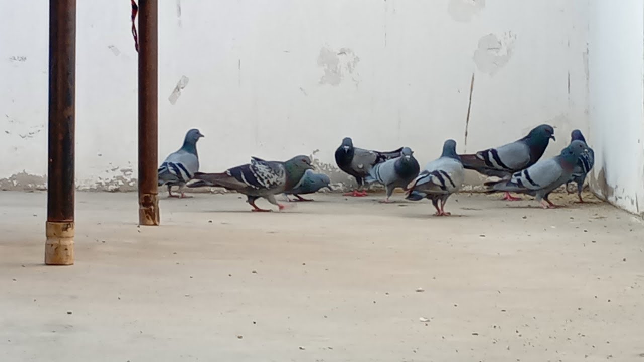 New Series. S1 E20. Birds  🐦‍⬛ activity on our roof top Friday 30.01.2026.