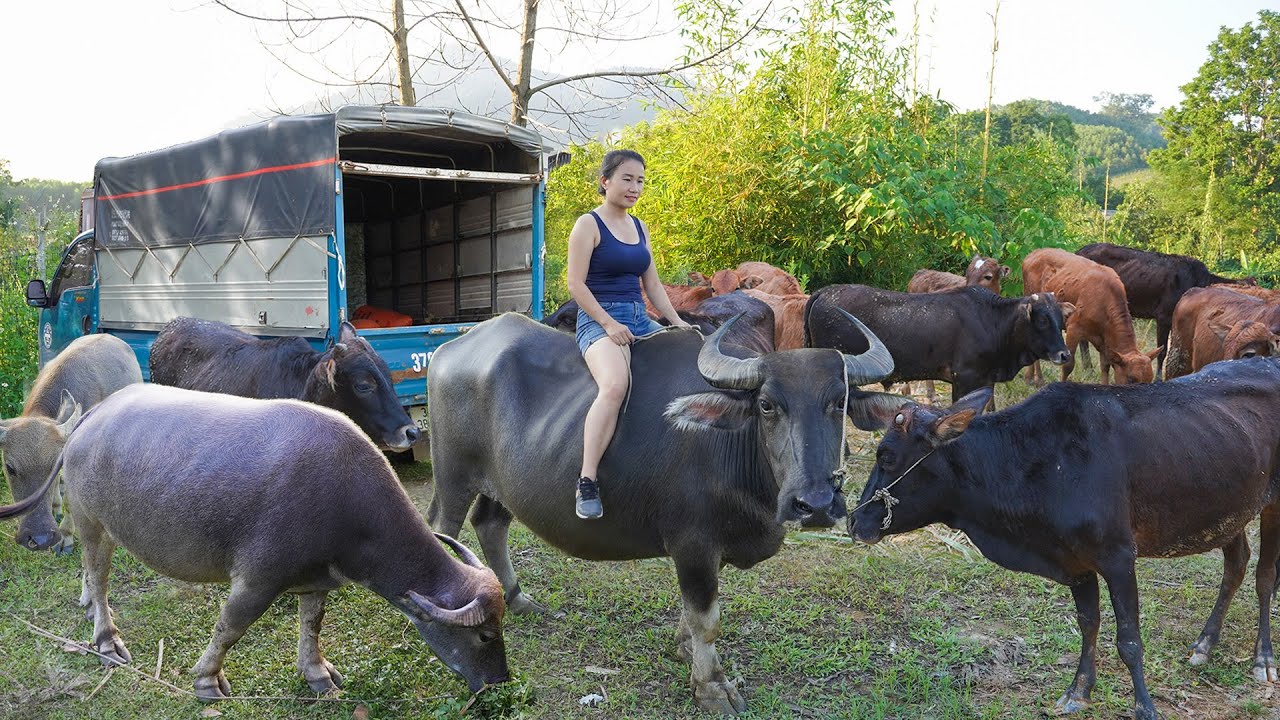 Use Trucks To Buy 1000+ Cows, Buffaloes and Transport Them to the Livestock Market For Sale.