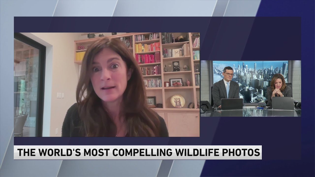 Author, photographer Ami Vitale on world's most compelling wildlife photos