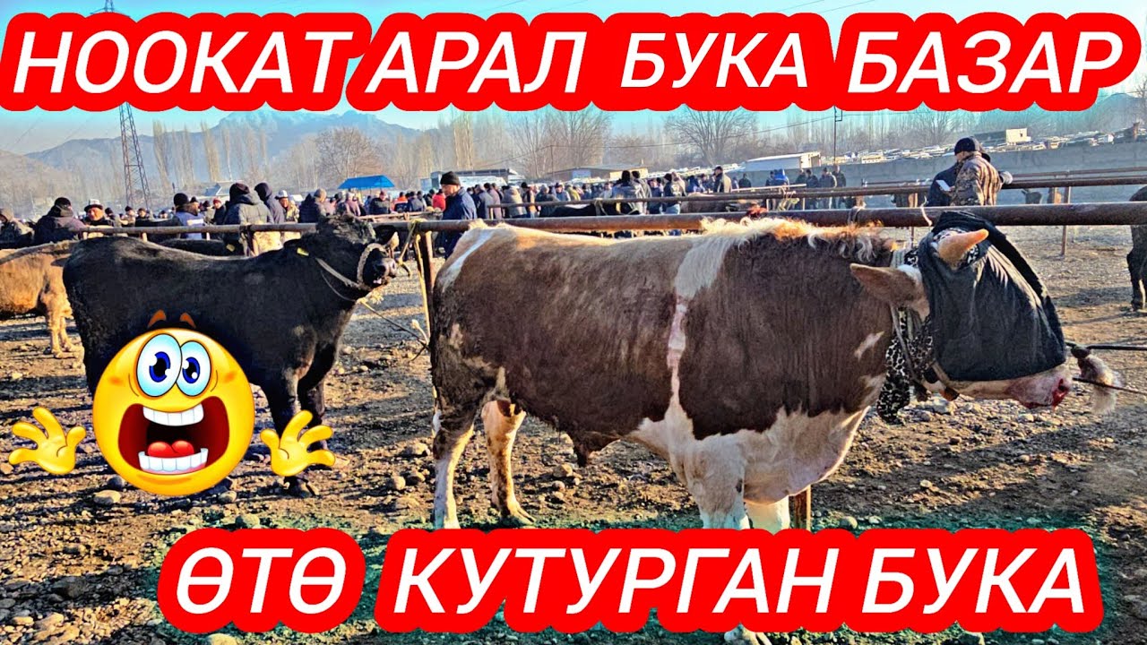 НООКАТ АРАЛ БУКА БАЗАР👍 25.02.26 #байкж 