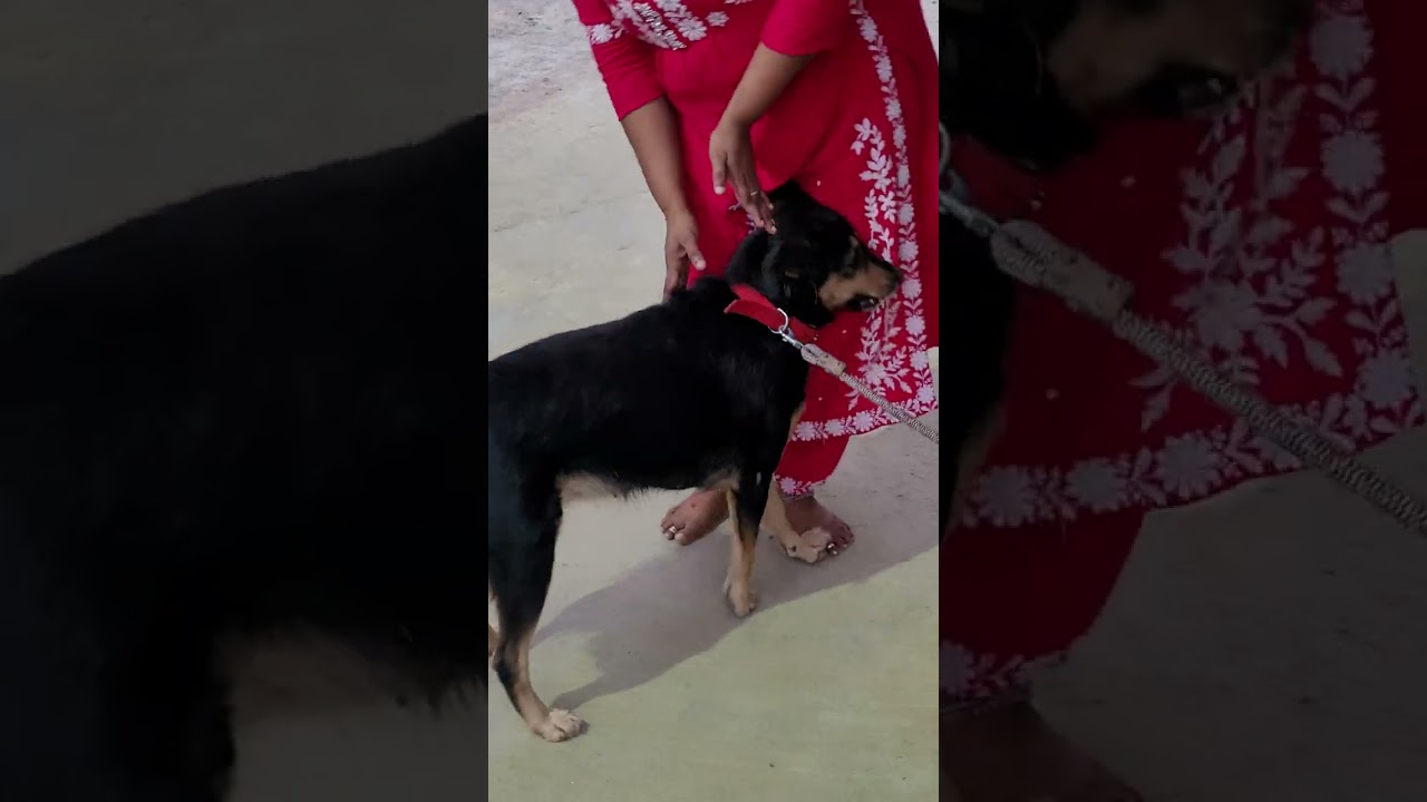 మా మూడు గ్రామ సింహలతో ఫన్ మాములుగా ఉండదు మరి ఫుల్ నవ్వుకుంటారు 🐶😂 dog funny videos / dog emotional 