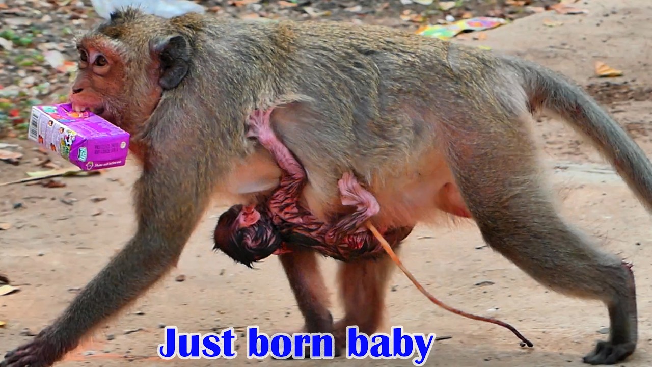 Hot news!! Amazing... Amazing, monkey mother Missy just gave birth today [ 22.03.2026 ]