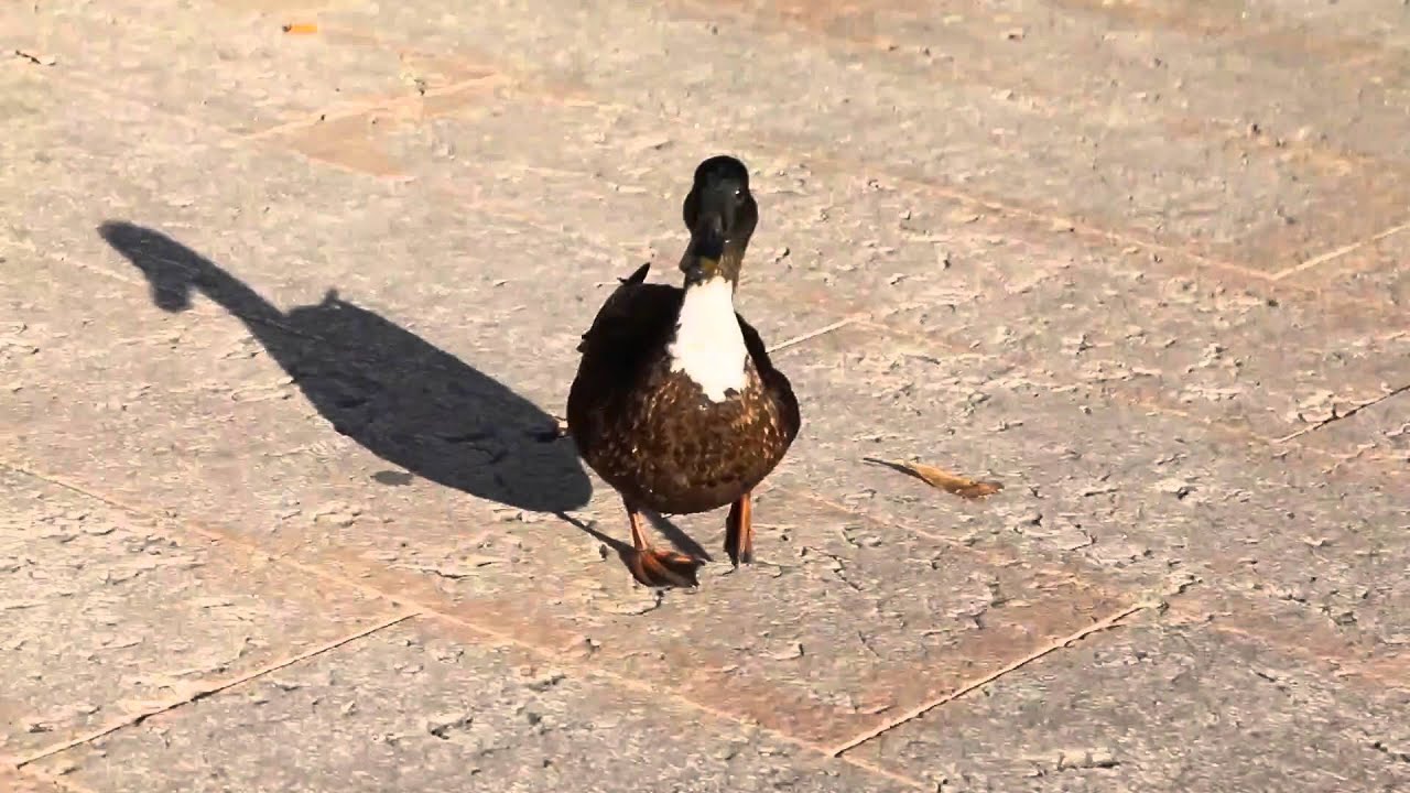 EL PATITO FEO EN LA VIDA REAL #MASCOTASYANIMALES