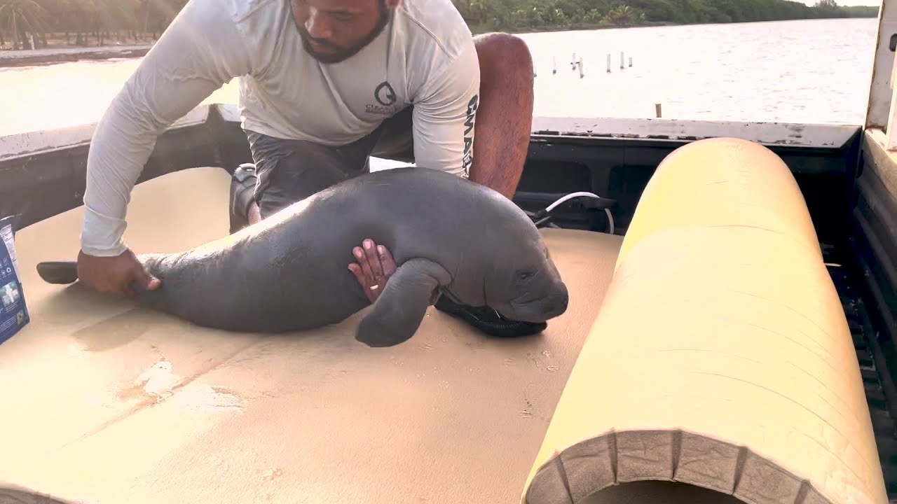 Manatee Calf Rescued Near Shrimp Farm