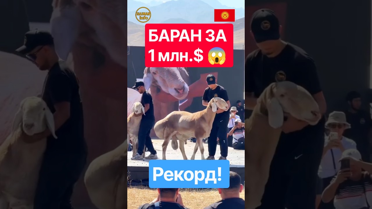 Баран породы &laquo;Арашан&raquo; продан за $1 000 000 в Кыргызстане! 😱 #кыргызстан #жанылыктар #арашан #shorts
