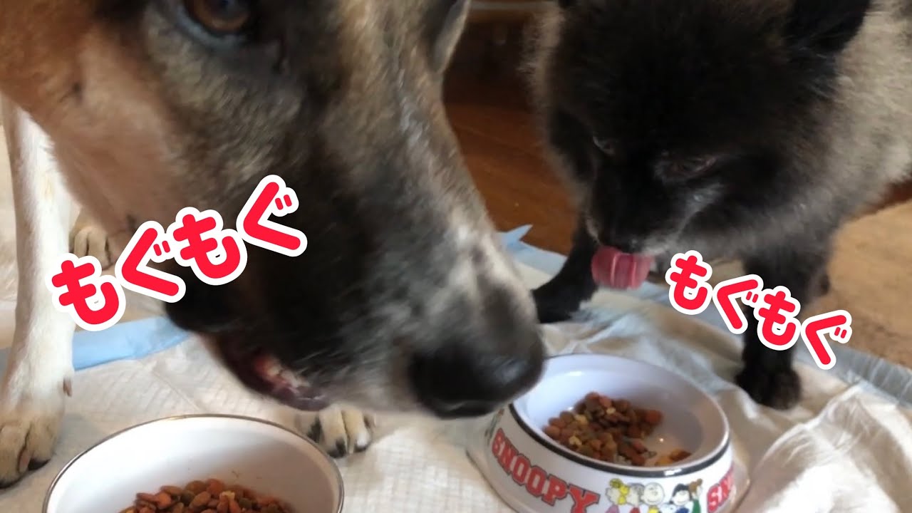 仲良くごはん♪もぐもぐタイム！