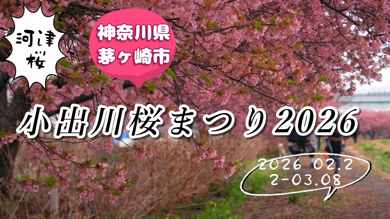 小出川桜まつり2026 河津桜が見頃を迎えた河川敷を歩く早春の絶景【神奈川県茅ケ崎市】桜 開花 2026 河津桜 菜の花 4K　