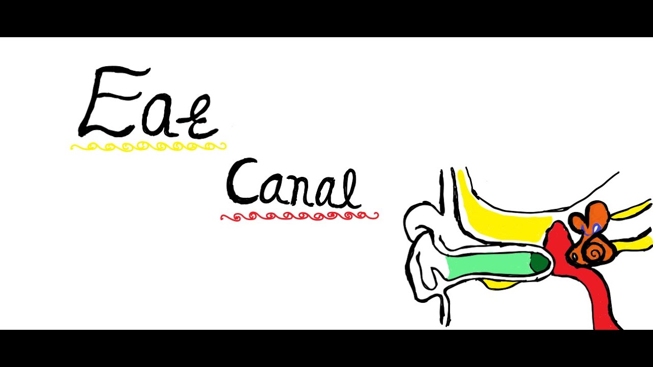 External Auditory Canal | anatomy | ENT