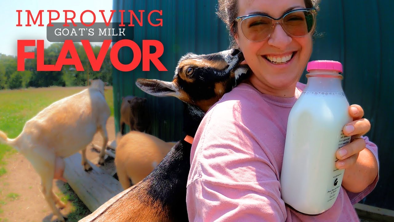 Why Your Goats Milk Tastes 