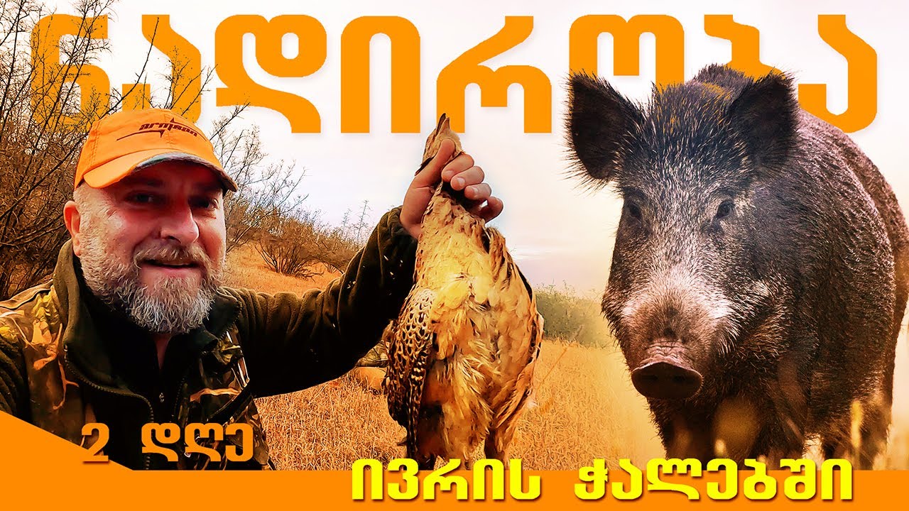 ნადირობა მგელზე, ხოხობზე, გარეულ ტახზე / სამონადირეო კლუბი 