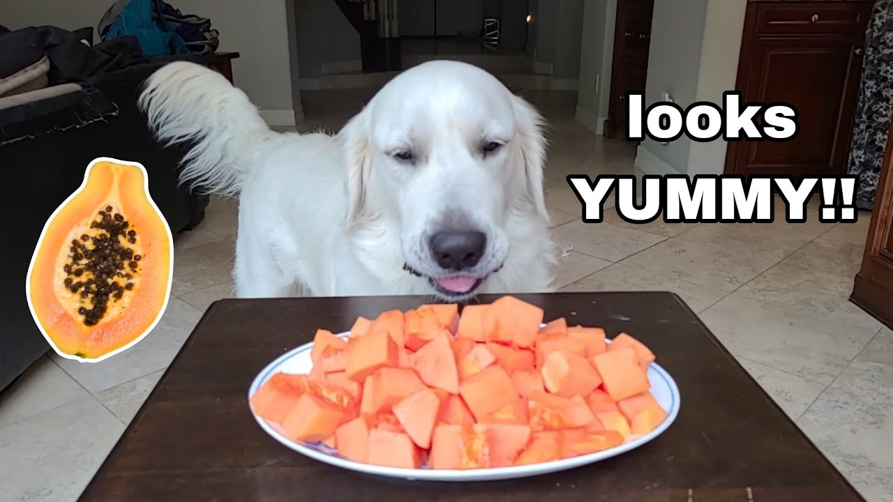 My dog reacts to and eats papaya for the first time!  Golden retriever taste test!