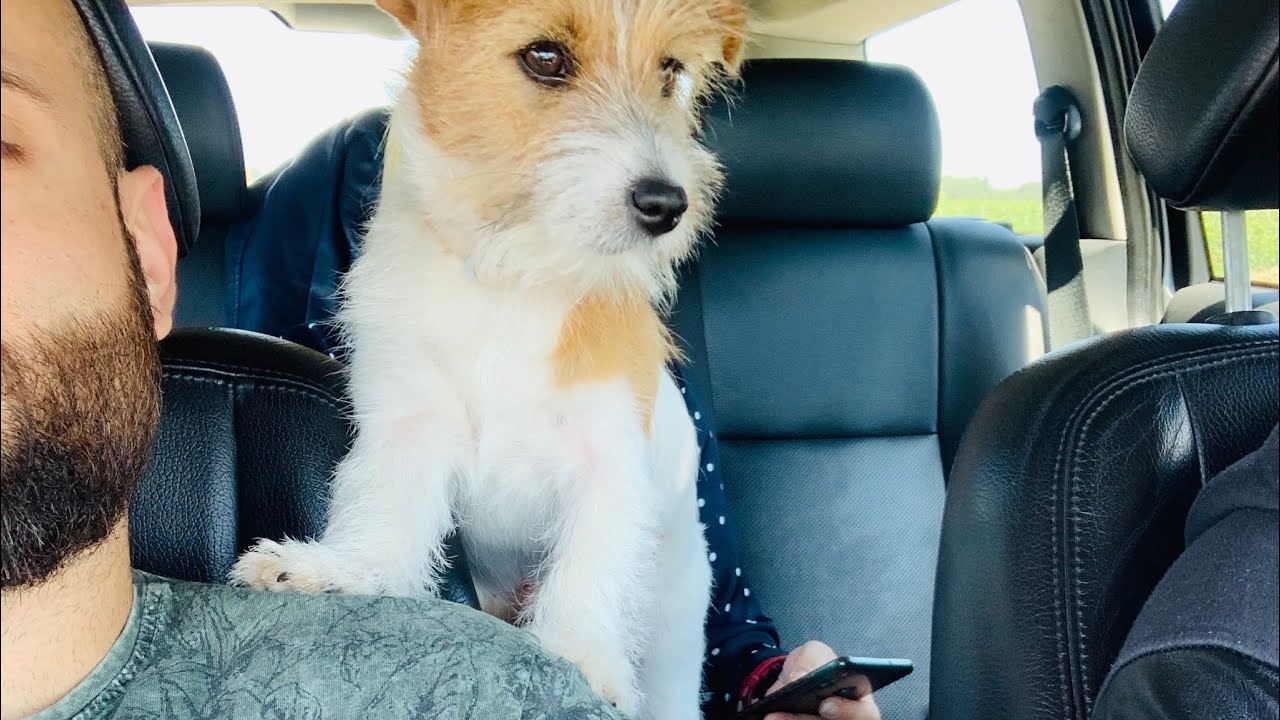 Jack russel: posso crescerlo? Si o no?