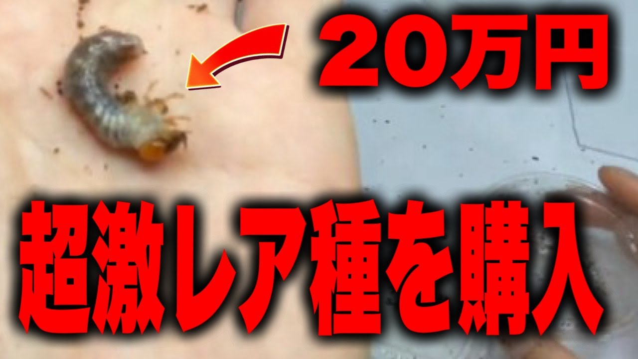 幼虫で20万円もする超激レアクワガタを入手しました！【クワガタ】