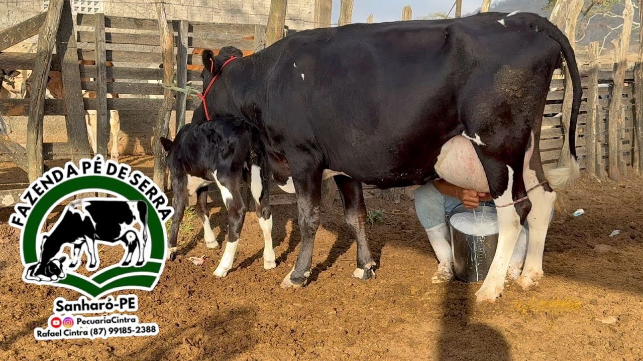 Jersolanda recém parida de fêmea já com 18kg dia val 7 mil tel 87991852388 Rafael Cintra Sanharó PE 