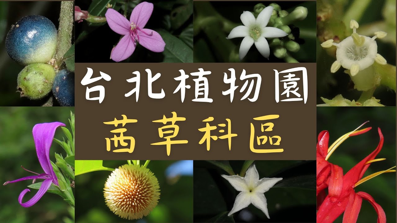 台北植物園最多元的一科！茜草科區散步拍花導覽，很多花相信你一定不知道。