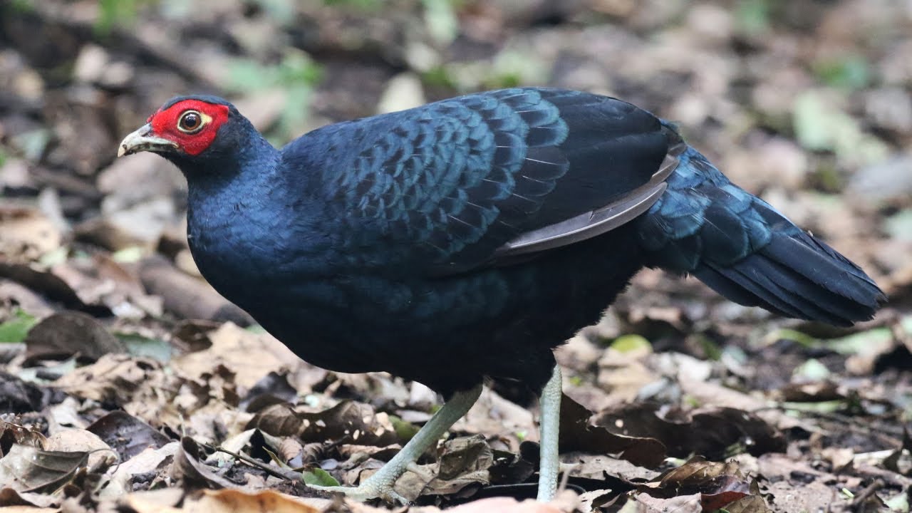 Salvadori's Pheasant in Sumatra | Lophura inornata | Sempidan Sumatera