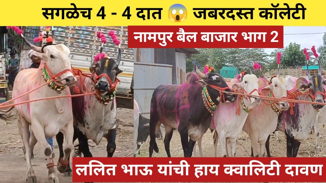 सगळेच 4-4 दात जबरदस्त हाय क्वालिटी वासरं | ललित भाऊ यांची हाय क्वालिटी दावण ललित भाऊ#nampurbailbajar