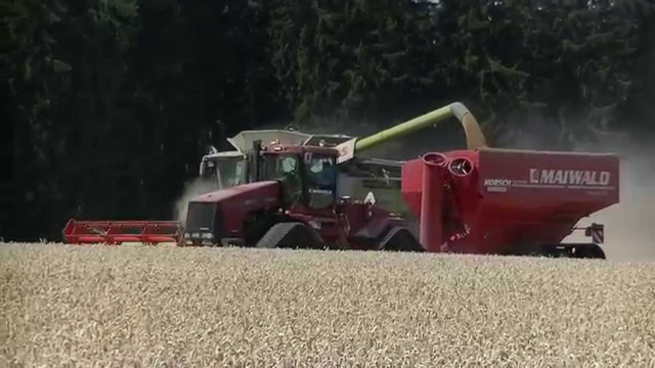 Sklizeň Pšenice Maiwald Benátky u Litomyšle