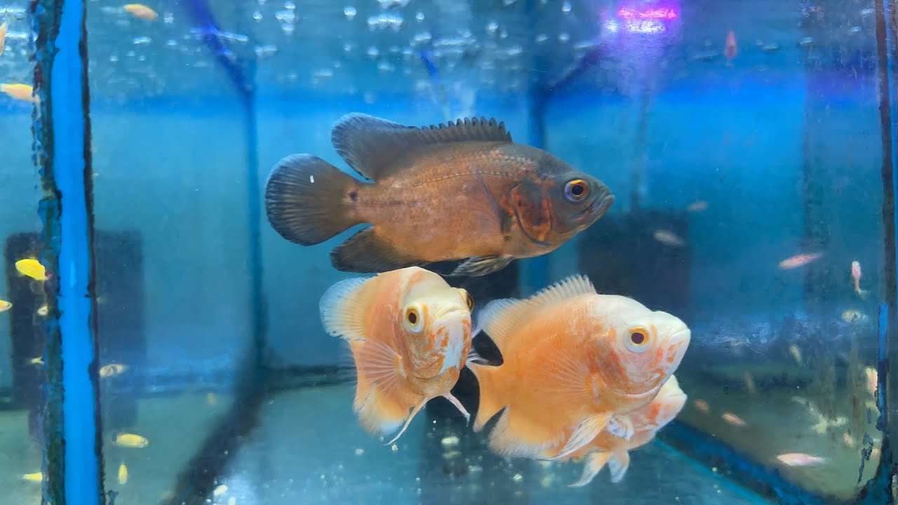 Good evening! FISH UPDATE TAYO NGAYUN... Aqualand Alley Cartimar #pingymson
