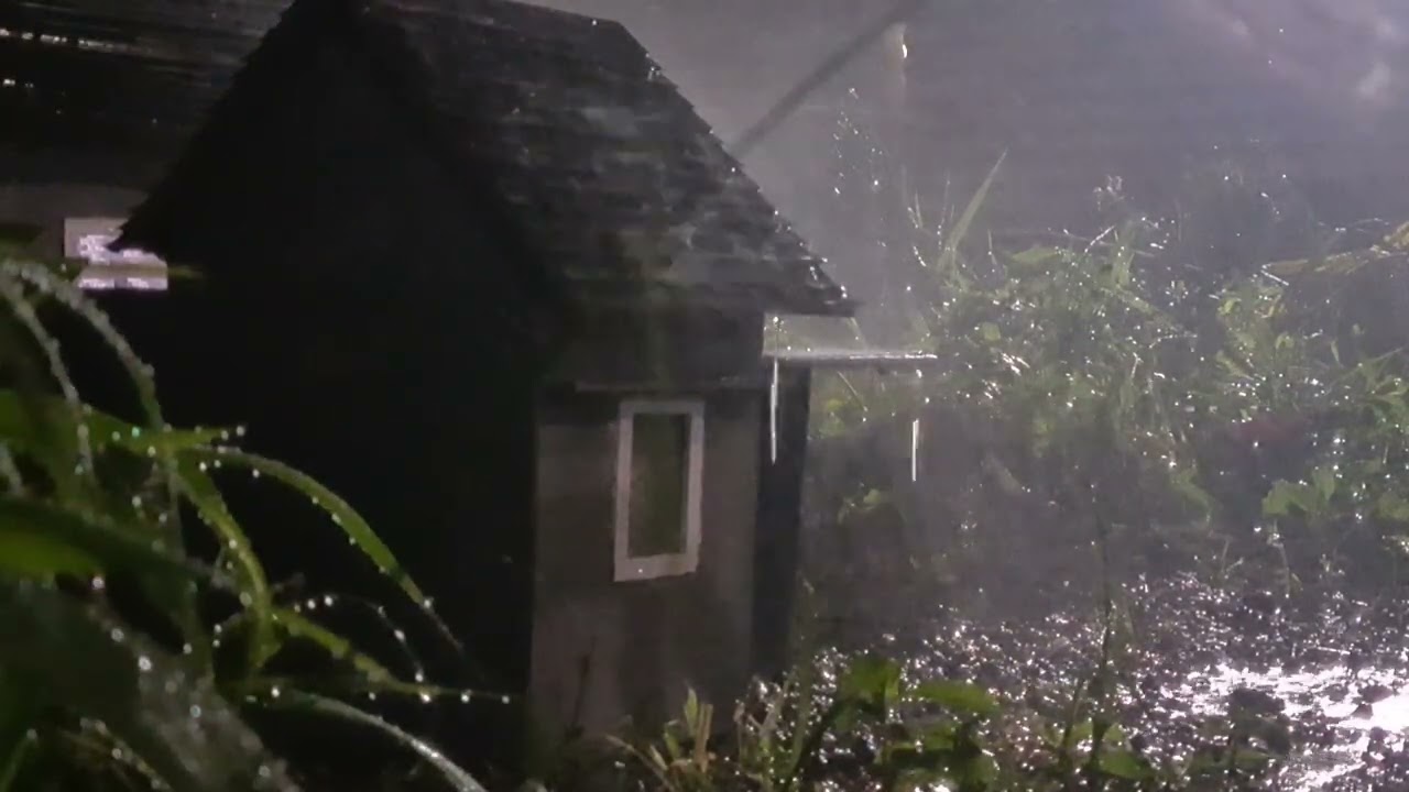 Hujan Sunyi di Tengah Hutan | Suara Alam Menenangkan untuk Tidur & Relaksasi