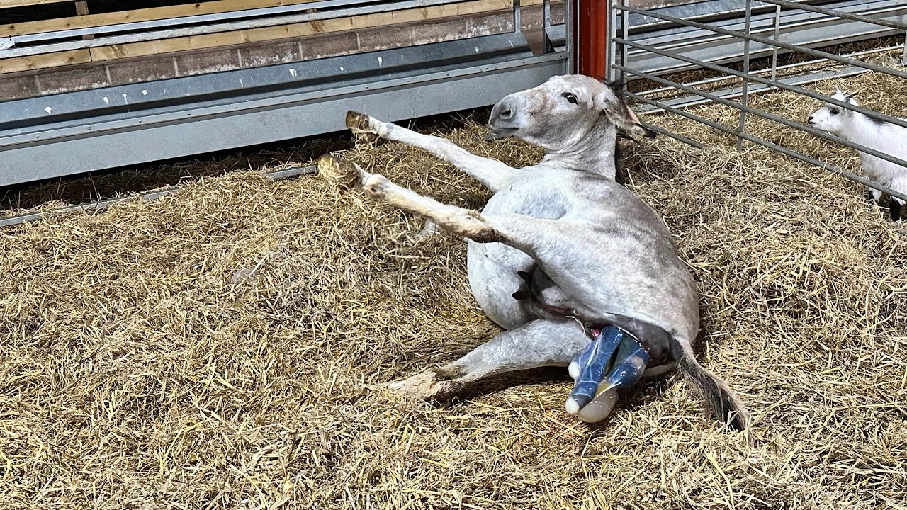 Rio is in labour!!