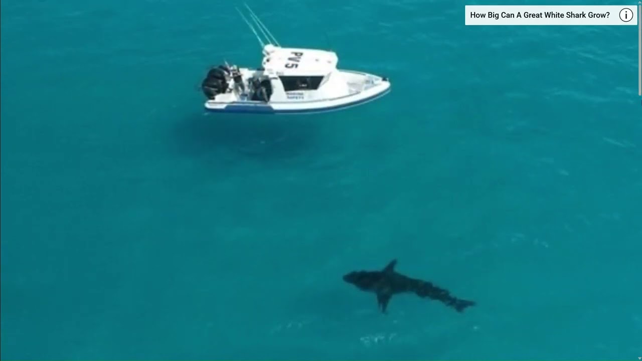Massive Great White Shark Spotted in Esperance, WA