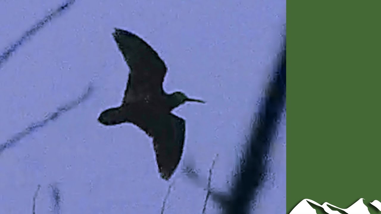 Snipe, Woodcock and Golden Plover Shoot