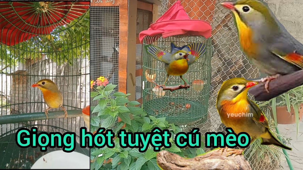 yêu thích chim quế lâm thì xem video này xem lại mê chim luôn