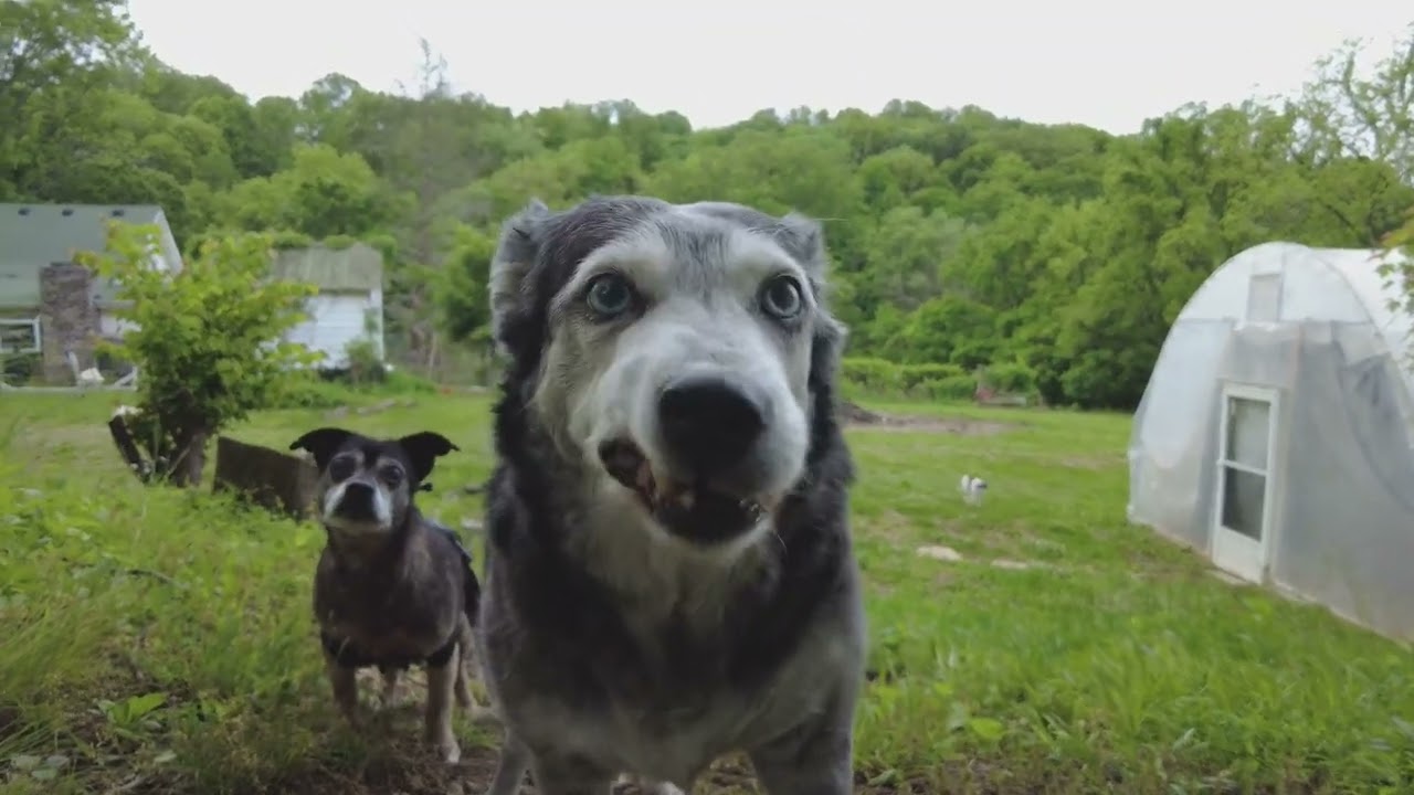 How to make a dangerous dog behave?