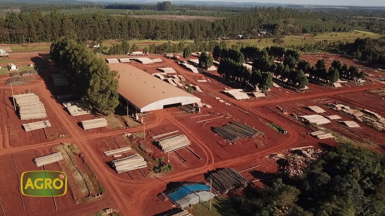 Pomera Maderas: 32.000 ha forestales de eucaliptos y pinos de calidad certificada (#1046 2023-08-26)