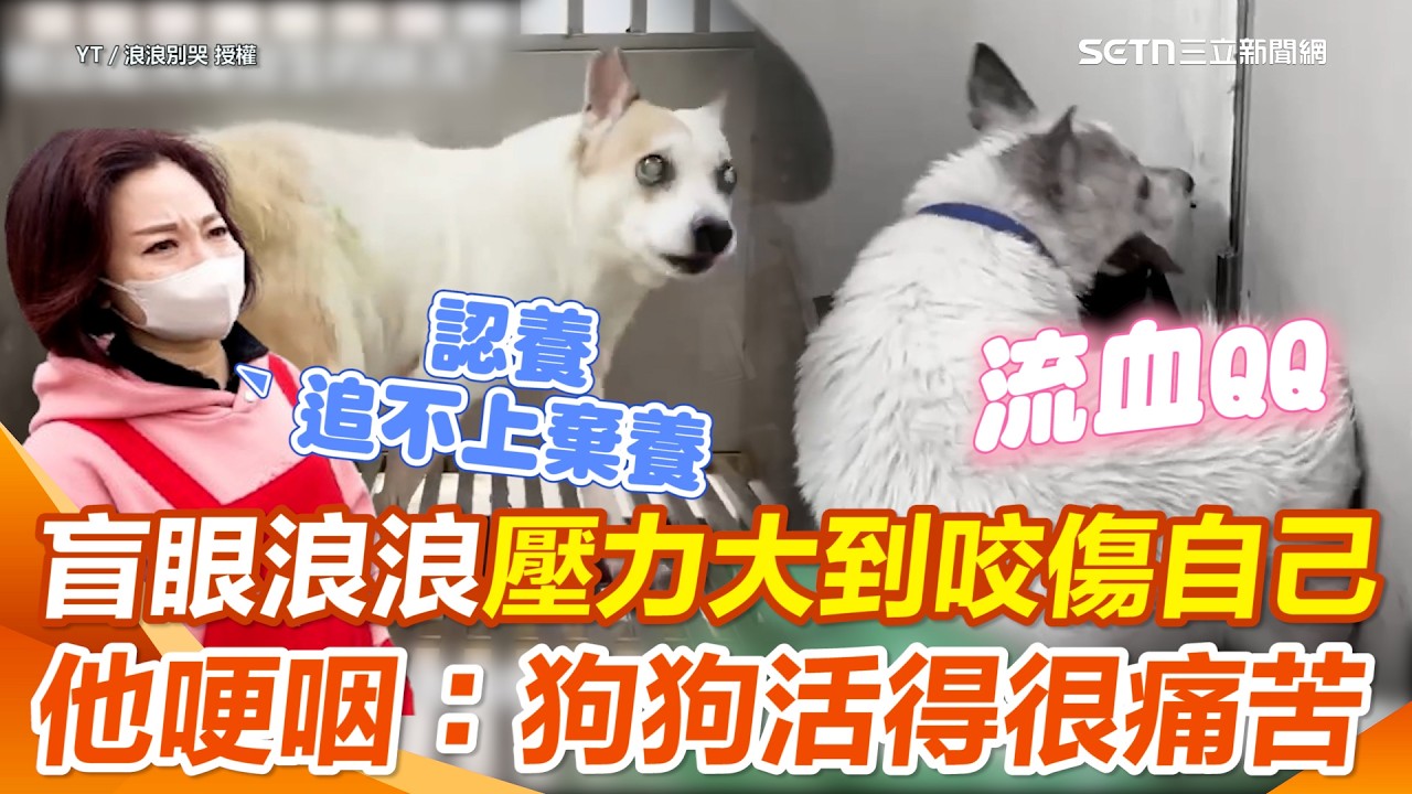 心碎瞬間！盲犬收容所「崩潰轉圈咬自己」…志工哽咽：醫療有限難救援 …狗狗活得很痛苦QQ 再揭密零安樂後的收容黑暗期！｜三立新聞網 SETN.com