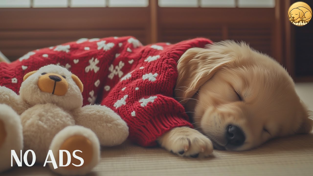 12 HOURS Music to Relax Dogs 🐶🌸 Smooth, Gentle Flow 🎶 Stress-Free Rest 💤 No Ads
