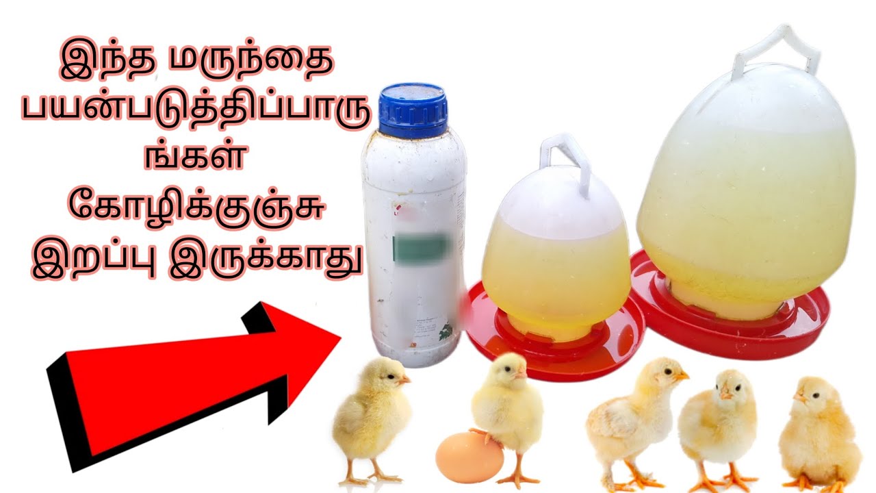 கோழிக் குஞ்சுகளை பராமரிக்கும் மருந்துகள் இதைப் பயன்படுத்தி கோழிக்குஞ்சுகளை இழப்பில்லாமல் வளர்க்கலாம்