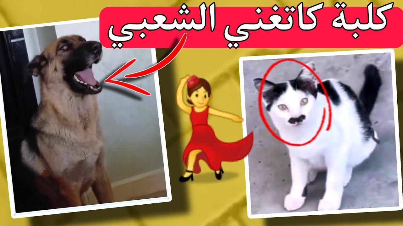 هاد المغاربة علام حتى من الكلبة 🐕 ردوها تغني الشعبي 🤣💃