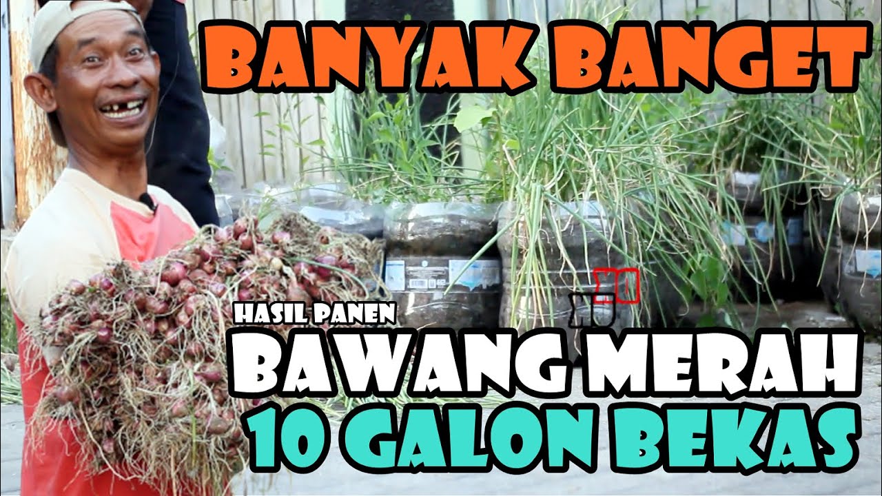 Ternyata Banyak Banget Hasilnya / Panen Bawang Merah 10 Galon Bekas
